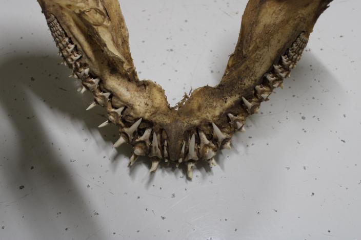 cropped shark jaw needle teeth